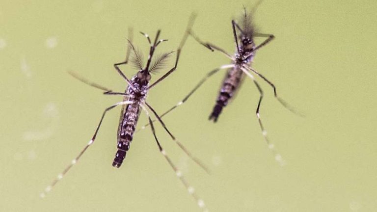 Dengue | Buscan declarar la emergencia sanitaria en los departamentos Orán, Rivadavia y San Martín