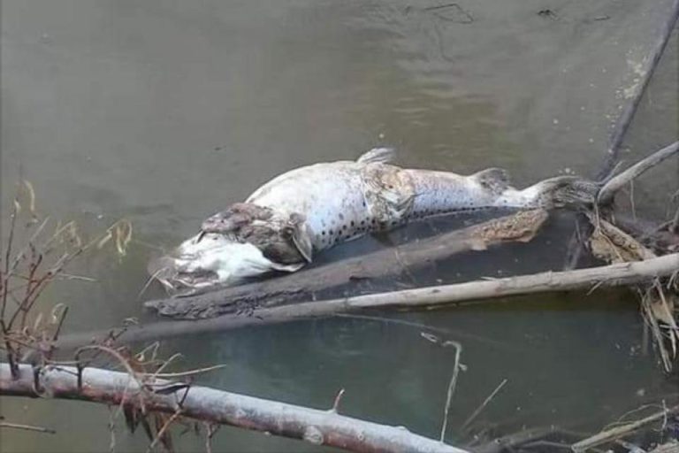 Mirá el video | Peces muertos en el Bermejo, acusan al Tabacal de contaminar el río