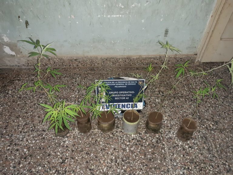 Abierta la temporada de perejiles 2020 | La Policía de Salta detiene a una pareja por cultivar cannabis en su hogar