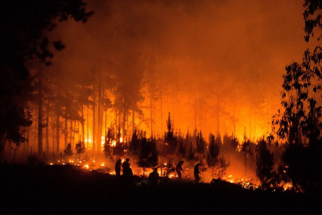fuego incendio bosque