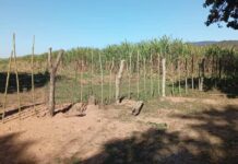 Norte salteño | Originarios denuncian a un productor boliviano de ocupar territorio argentino en la frontera
